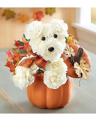 Pup-kin