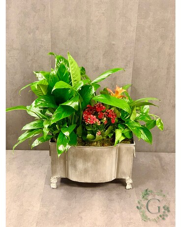 French Garden Plant