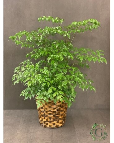 China Doll Floor Plant Plant