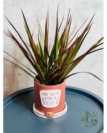 Thank you Plant Plant