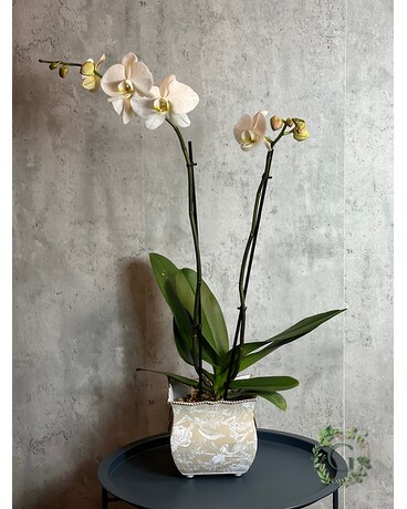 Spring Orchid Flower Arrangement