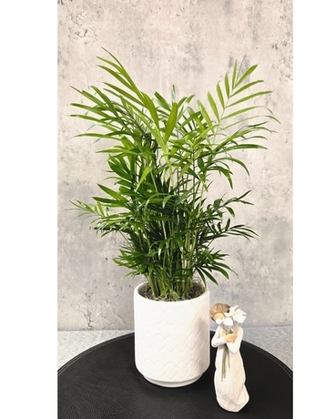 Sympathy Plants Delivery Fort Worth TX - Greenwood Florist