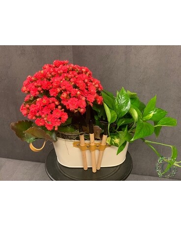 Toolin' Around Dish Garden Plant