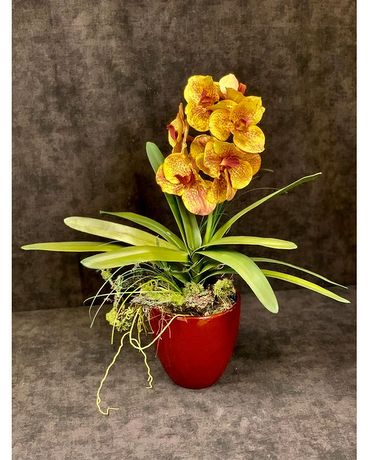 Orchid Dried Flowers
