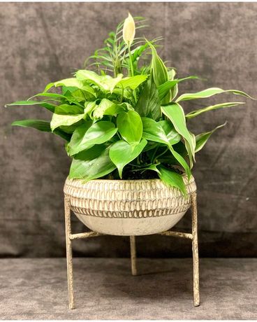 Luscious Leaves Dish Garden Plant