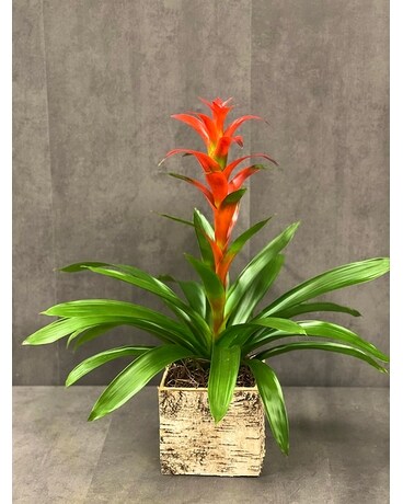 Bromelaid Plant