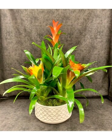 BROMILIAD GARDEN Dish Garden Plant