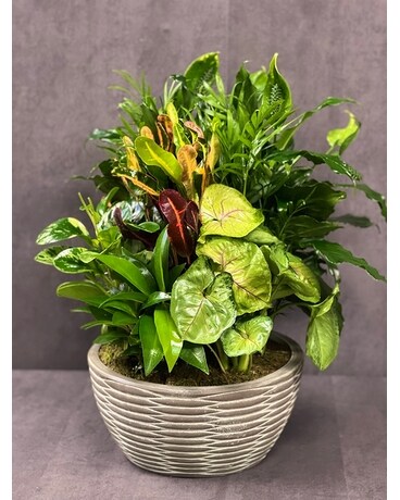 DISH GARDEN Plant