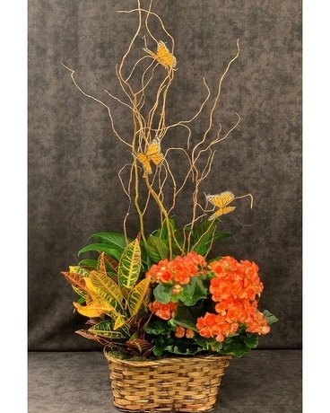 Fall Flutter Plant