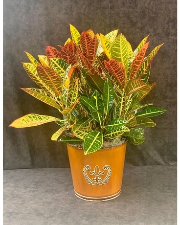 Croton Plant Plant
