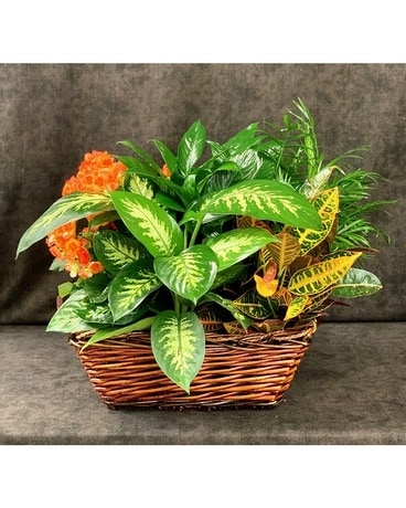 Basket of Joy Plant