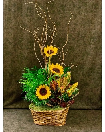 SUNSET AND PETALS Dish Garden Plant