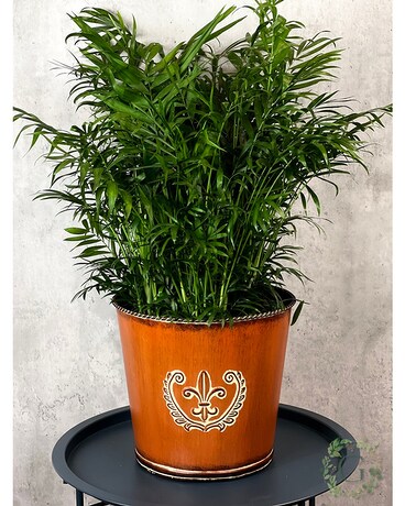 Palm Neanthe Bella (Parlor Palm) Plant