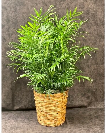 Basket size,  inches height and  inches wide.