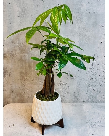 Money Tree Plant