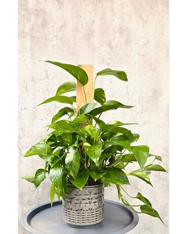bird's nest snake plant full grown BubbleBlooms Black Gold Snakeplant, Green and Yellow Snake Plant, Vari –  Florida House Plants