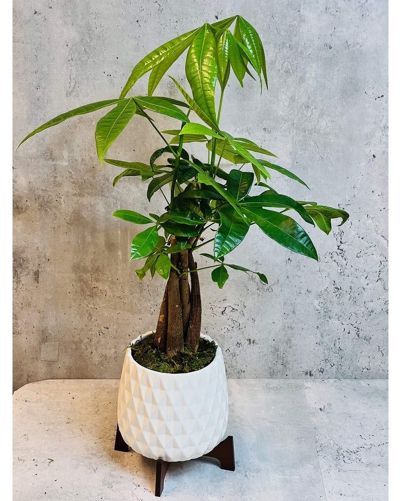 Money Tree in Fort Worth TX - Greenwood Florist & Flower Delivery