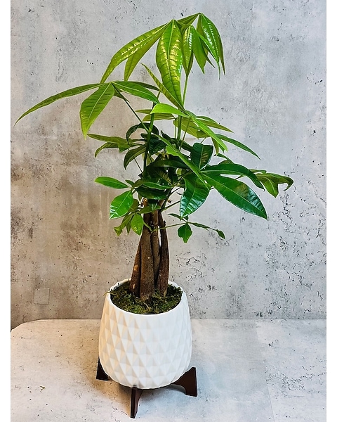 spiked dracaena Dracaena Indivisa Dracaena Spike Seeds 50 thru 1,000 Dracaena Seeds –  trailingpetunia.com main image 1