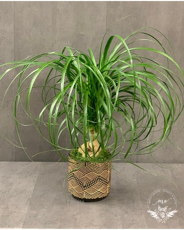 Pony Tail Palm Plant Plant