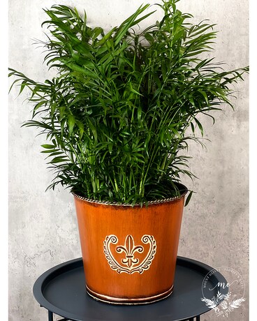 Palm Neanthe Bella (Parlor Palm) Plant