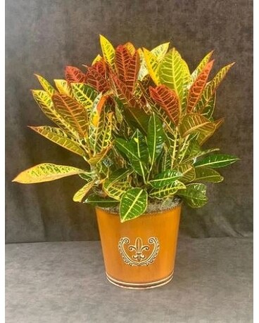 Croton Plant Flower Arrangement