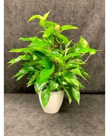 Pothos Ivy Pole Flower Arrangement
