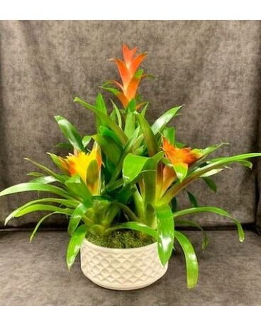 Bromiliad Garden Flower Arrangement