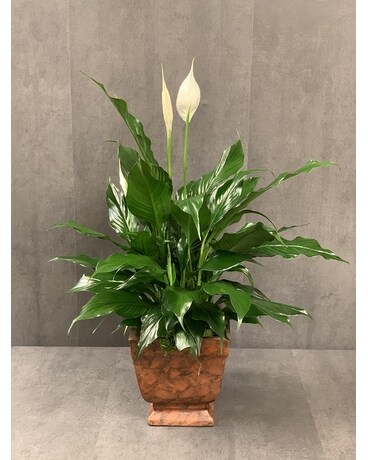 Lovely One Plant