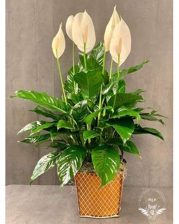 Spathiphyllum Plant (Large) Plant