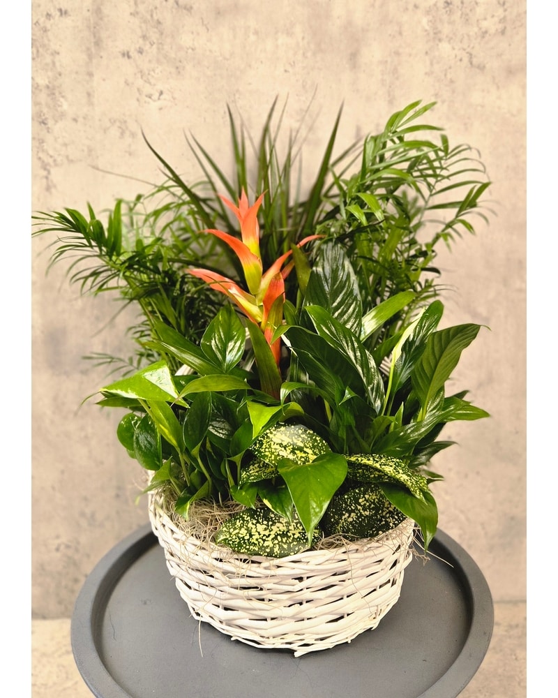 12IN CERAMIC GARDEN MIX PLANTS in Fort Worth TX - Mount Olivet