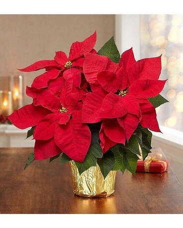 Pot Of Gold Poinsettia Plant