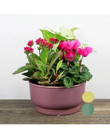 Curly Vine Planter Basket Plant