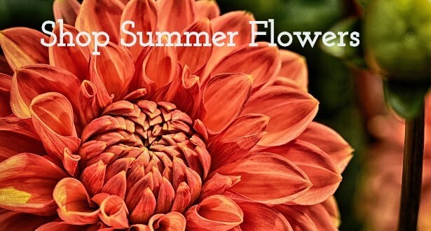 Beautiful Seasonal Flowers Banner