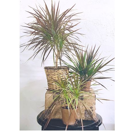 Dragon Tree Plant