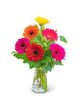 Standard Gleeful Gerbera size,  inches height and  inches wide.
