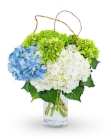 Standard Hydrangea Perfection size,  inches height and  inches wide.