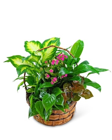 Blooming Dish Garden Flower Arrangement