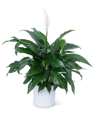 Peace Lily Plant Flower Arrangement