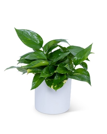Pothos Plant Flower Arrangement