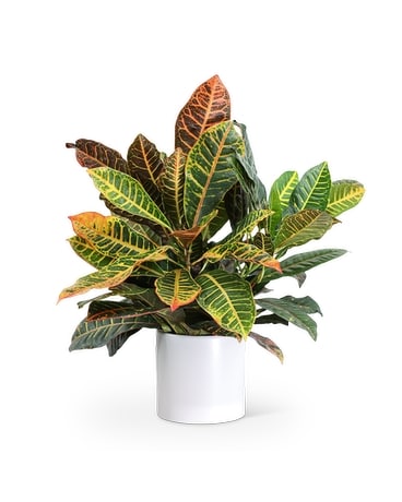 Croton Petra Plant Flower Arrangement