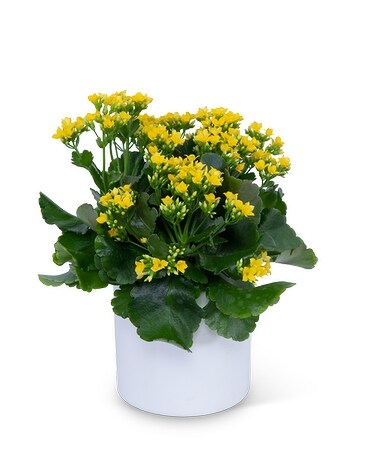 Kalanchoe Plant Flower Arrangement