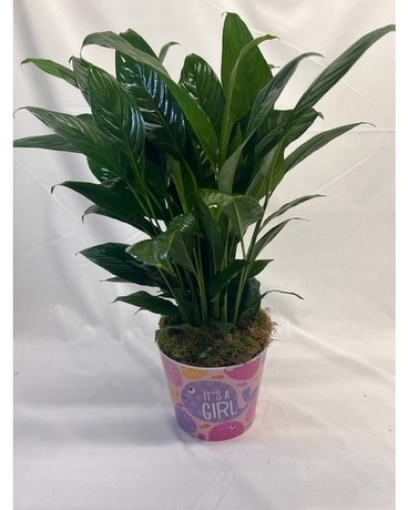 Welcome Baby Girl Flower Arrangement