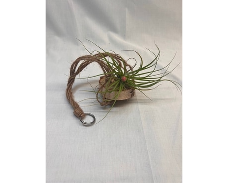 Wooden Plank Air Plant Holder Flower Arrangement