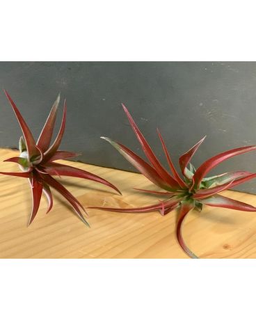 Tillandsia Abdita Flower Arrangement