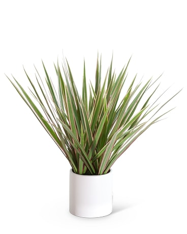 Dracaena Marginata Tri Color Plant
