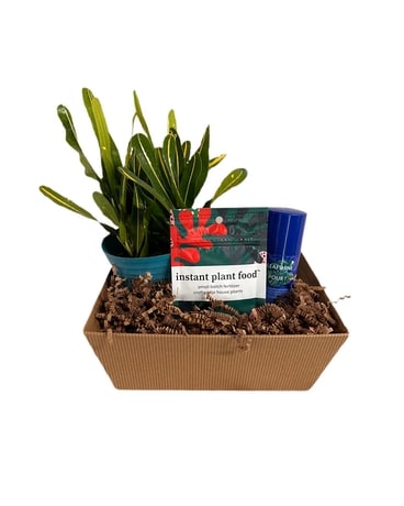 Perfect Plant Bundle Flower Arrangement