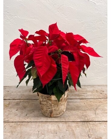 Petite Poinsettia