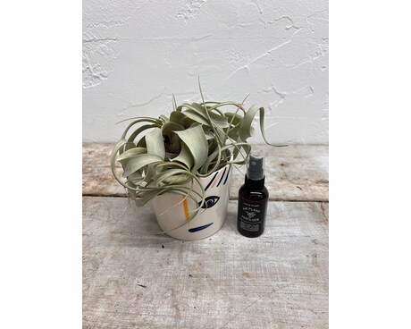Airplant Bundle Flower Arrangement