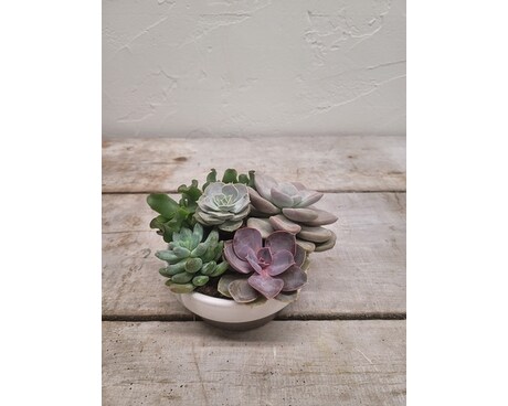 Mini Succulent Garden Plant