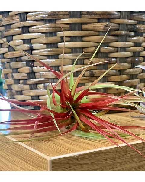 Brachycaulos Air Plant in Casper WY - Keefe's Flowers
